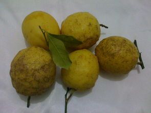 正品丑柠檬新鲜黄柠檬初级农产品皮薄多汁特价19.