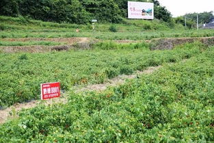 枫香 辣椒制品企业安置50余农民就业